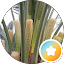 ابوصبا ,